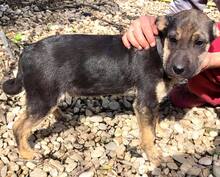 FUNNY, Hund, Mischlingshund in Rumänien - Bild 9