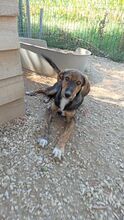 DUKE, Hund, Mischlingshund in Griechenland - Bild 3