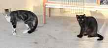 HAPPY, Katze, Europäisch Kurzhaar in Spanien - Bild 5