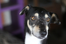 HOPE, Hund, Mischlingshund in Rumänien - Bild 1