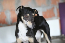 HOPE, Hund, Mischlingshund in Rumänien - Bild 2