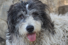 AAYLA, Hund, Mischlingshund in Rumänien - Bild 1