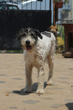 AAYLA, Hund, Mischlingshund in Rumänien - Bild 3