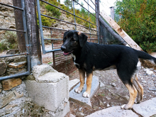 PELUCHE, Hund, Mastin del Pirineos in Spanien - Bild 1