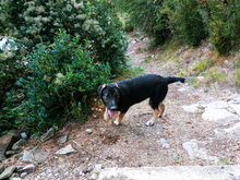 PELUCHE, Hund, Mastin del Pirineos in Spanien - Bild 4