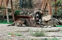 PELUCHE, Hund, Mastin del Pirineos in Spanien - Bild 5