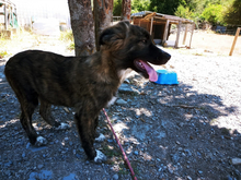 PELUCHE, Hund, Mastin del Pirineos in Spanien - Bild 7
