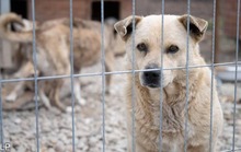 FATI, Hund, Mischlingshund in Rumänien - Bild 1