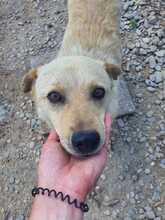FATI, Hund, Mischlingshund in Rumänien - Bild 2