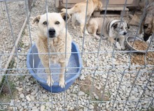 FATI, Hund, Mischlingshund in Rumänien - Bild 3