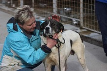 MALVINA, Hund, Mischlingshund in Rumänien - Bild 1
