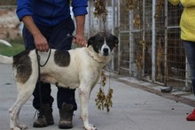 MALVINA, Hund, Mischlingshund in Rumänien - Bild 2