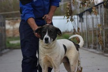 MALVINA, Hund, Mischlingshund in Rumänien - Bild 3