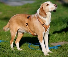 MIMI, Hund, Beagle-Mix in Hemmoor - Bild 10