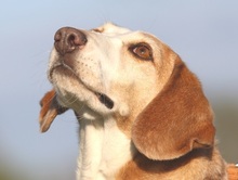 MIMI, Hund, Beagle-Mix in Hemmoor - Bild 11