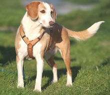 MIMI, Hund, Beagle-Mix in Hemmoor - Bild 2