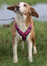 MIMI, Hund, Beagle-Mix in Hemmoor - Bild 24