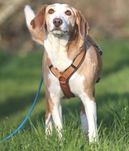 MIMI, Hund, Beagle-Mix in Hemmoor - Bild 3