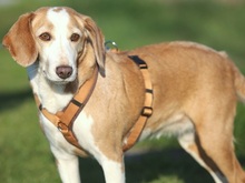 MIMI, Hund, Beagle-Mix in Hemmoor - Bild 4
