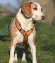 MIMI, Hund, Beagle-Mix in Hemmoor - Bild 8