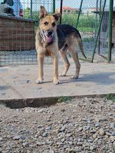 SCOOBY, Hund, Deutscher Schäferhund in Rumänien - Bild 3