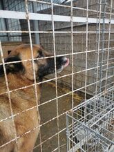 HATTY, Hund, Mischlingshund in Rumänien - Bild 1