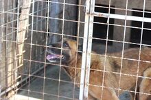 HATTY, Hund, Mischlingshund in Rumänien - Bild 2