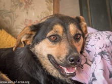 NELLY, Hund, Mischlingshund in Rumänien - Bild 1