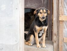 NELLY, Hund, Mischlingshund in Rumänien - Bild 3