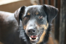 LAIKA, Hund, Mischlingshund in Rumänien - Bild 1