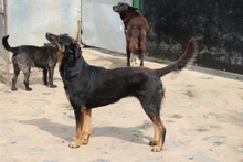 LAIKA, Hund, Mischlingshund in Rumänien - Bild 3