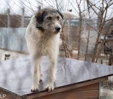 ASHANTY, Hund, Mischlingshund in Rumänien - Bild 2