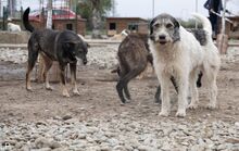 ASHANTY, Hund, Mischlingshund in Rumänien - Bild 3