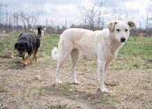 SMILA, Hund, Mischlingshund in Rumänien - Bild 1
