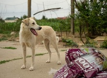 SMILA, Hund, Mischlingshund in Rumänien - Bild 3