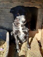 EBONY, Hund, Mischlingshund in Rumänien - Bild 1
