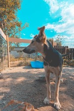 FIONA, Hund, Mischlingshund in Rumänien - Bild 2