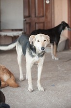 FIONA, Hund, Mischlingshund in Rumänien - Bild 3