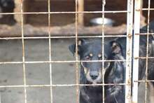 DANA, Hund, Mischlingshund in Rumänien - Bild 1