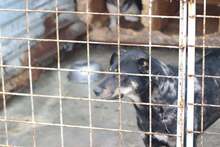 DANA, Hund, Mischlingshund in Rumänien - Bild 2
