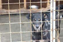 DANA, Hund, Mischlingshund in Rumänien - Bild 3
