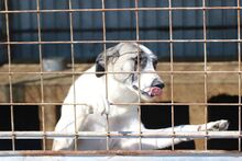 ZIVA, Hund, Mischlingshund in Rumänien - Bild 1