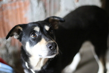 TINKERBELL, Hund, Mischlingshund in Rumänien - Bild 2