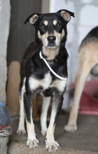 TINKERBELL, Hund, Mischlingshund in Rumänien - Bild 3