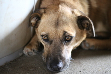 MAIA, Hund, Mischlingshund in Rumänien - Bild 1