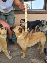 MAIA, Hund, Mischlingshund in Rumänien - Bild 2