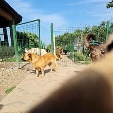 MAIA, Hund, Mischlingshund in Rumänien - Bild 3