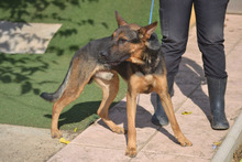 TOBO, Hund, Deutscher Schäferhund-Mix in Spanien - Bild 6