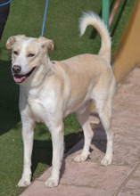 TORY, Hund, Labrador-Mix in Spanien - Bild 4