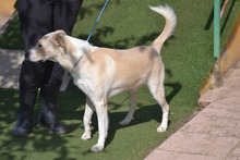 TORY, Hund, Labrador-Mix in Spanien - Bild 6